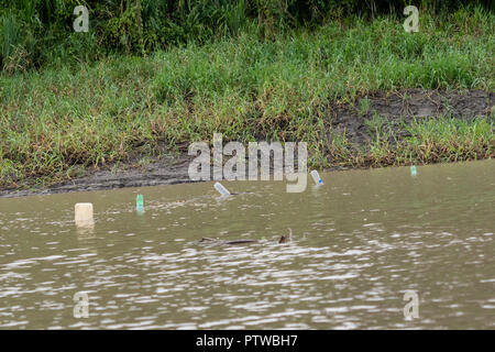 Pacaya Samiria Reserve, Peru, South America.  Empty soda bottles used as floats to indicate a fishing net in the Maranon River. Stock Photo