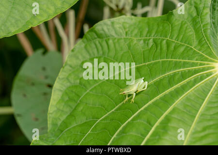 Puerto Miguel, Peru, South America.  Orinoco lime treefrog (Sphaenorhynchus lacteus) sitting on a large leaf. Stock Photo