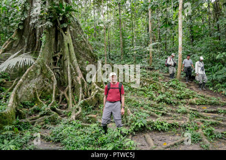 Amazon National Park, Peru, South America.  Man standing by the roots of a large Ficus tree, with other tourists and tour guides walking by.  (For edi Stock Photo
