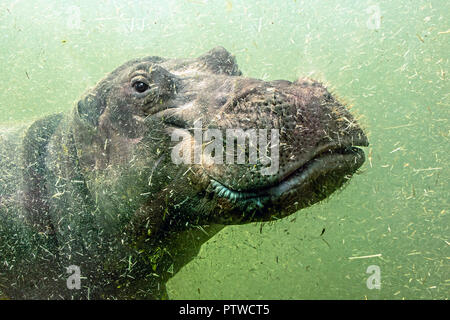 A young hippo floats under water. Hippopotamus swims in dirty green water. Stock Photo