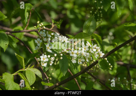 Bird-cherry tree flowers in spring Stock Photo