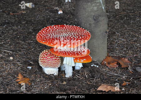 FOREST MUSHROOMS FROM GREECE Stock Photo