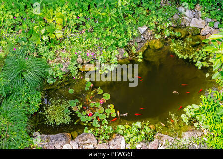 Garden pond with gold fisches, water lilly and other aquatic plants. Stock Photo
