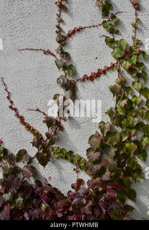 Close up view of Boston ivy vines showing early red autumn color growing on a white stucco wall background Stock Photo