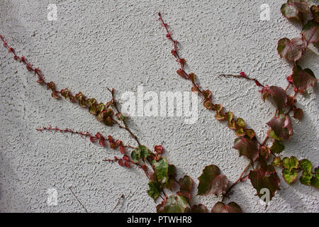 Close up view of Boston ivy vines showing early red autumn color growing on a white stucco wall background Stock Photo