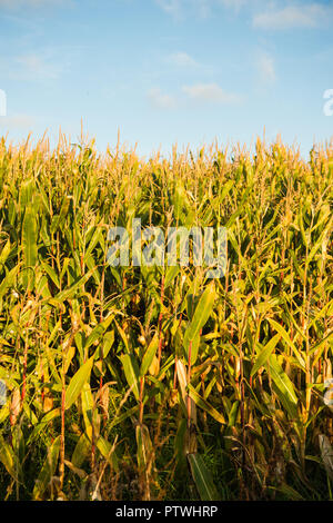 Agriculture in the UK: A field ripe of corn maize destined for animal feed on a farm UK Stock Photo
