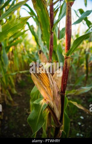 Agriculture in the UK: A field ripe of corn maize destined for animal feed on a farm UK Stock Photo