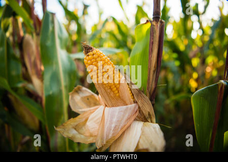 Agriculture in the UK: A field ripe of corn maize destined for animal feed on a farm UK Stock Photo