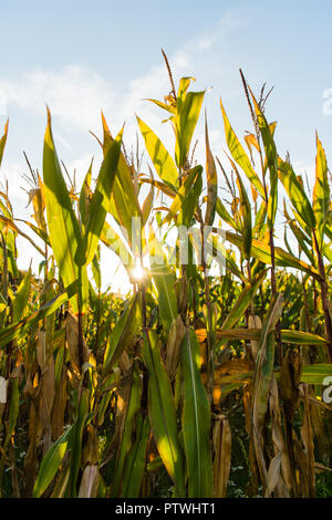 Agriculture in the UK: A field ripe of corn maize destined for animal feed on a farm UK Stock Photo