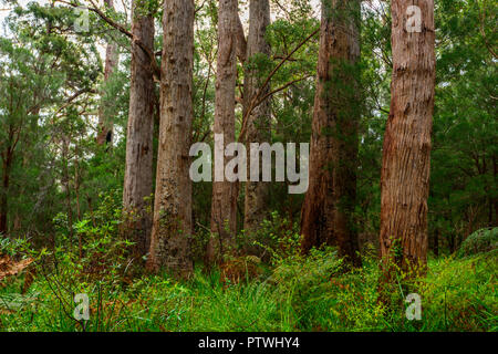 Valley of the Giants ancient empire Walk, Denmark, Nornalup, south coast, WA,  Western Australia, Australia Stock Photo