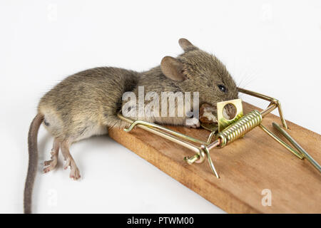 The mouse is caught on the mousetrap. Killing mice in households. Light background. Stock Photo