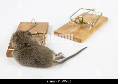 The mouse is caught on the mousetrap. Killing mice in households. Light background. Stock Photo