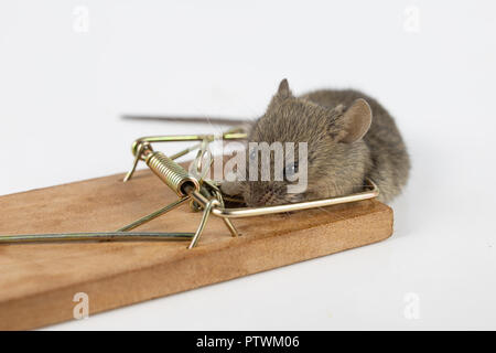 The mouse is caught on the mousetrap. Killing mice in households. Light background. Stock Photo