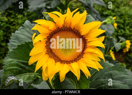 Sunflowers in bloom, Jasper, Georgia, USA Stock Photo