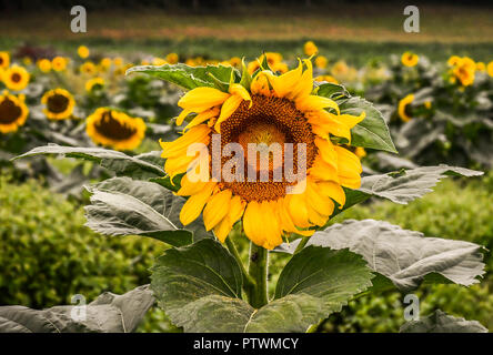 Sunflowers in bloom, Jasper, Georgia, USA Stock Photo