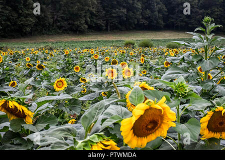 Sunflowers in bloom, Jasper, Georgia, USA Stock Photo