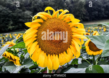 Sunflowers in bloom, Jasper, Georgia, USA Stock Photo