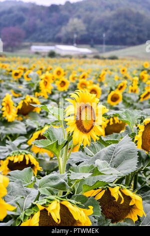 Sunflowers in bloom, Jasper, Georgia, USA Stock Photo