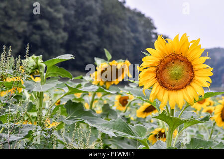 Sunflowers in bloom, Jasper, Georgia, USA Stock Photo