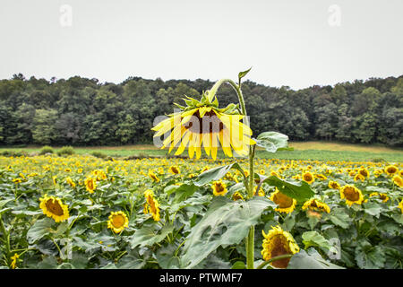 Sunflowers in bloom, Jasper, Georgia, USA Stock Photo