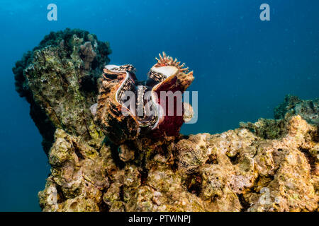 Giant Clam in the Red Sea Colorful and beautiful, Eilat Israel Stock Photo