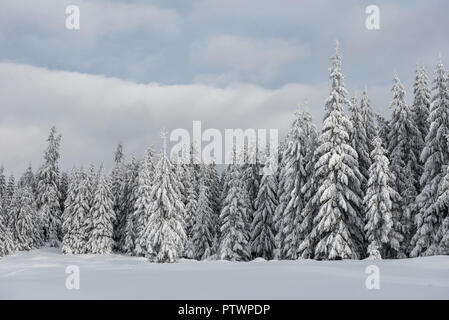 Christmas background with snowy fir trees. Amazing winter landscape Stock Photo