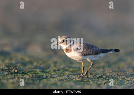 Ringed plover (Charadrius hiaticula) in silt, Kiskunság National Park, Hungary Stock Photo