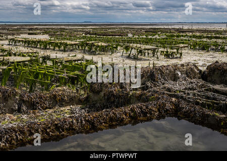 Oyster farm in Cancale (France) on a sunny day in summer Stock Photo