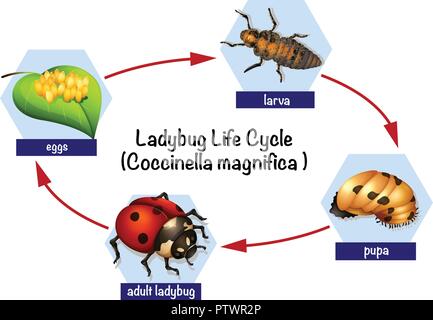 Ladybug Life Cycle Stages Figures Eggs Larva Pupa Adult Insect