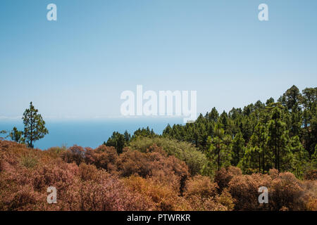 fir forest landscape with ocean view and clear blue sky copy space Stock Photo