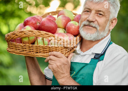 Close up of old farmer with grey hair holding on his shoulder basket full of fresh apples. Man looking at camera and smiling. Bearded gardener wearing green overalls and white t shirt. Stock Photo