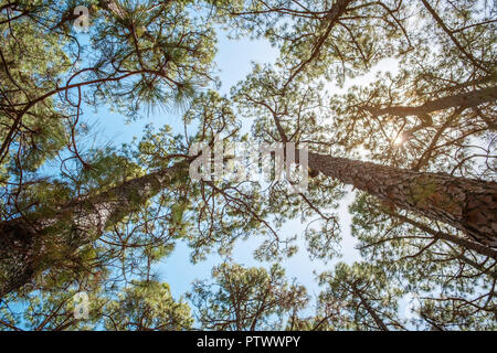 treetops and blue sky -  looking up trees    inside forest - Stock Photo