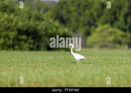 Intermediate Egret egretta intermediastanding in Swamp Kenya Intermediate Egret egretta intermediastanding in Swamp Kenya