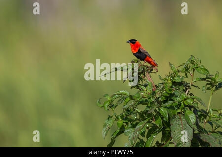 Northern red bishop Euplectes ardens, adult male, perched on vegetation, Kartong Wetland, Gambia, November Stock Photo
