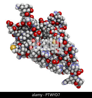 Programmed cell death 1 (PD-1, CD279) receptor protein. PD-1 is a major cancer drug target. 3D rendering. Atoms are represented as spheres with conven Stock Photo