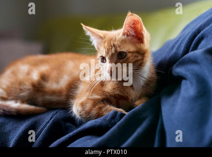 Close up of an adorable red ginger tabby kitten back lit laying down on a human. Stock Photo