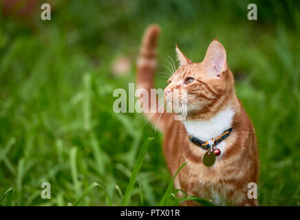 Beautiful young ginger red tabby cat looking at peace in a patch long green grass. Stock Photo