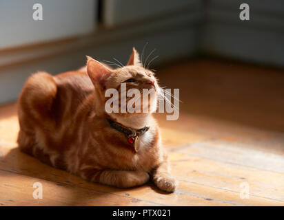 Adorable young ginger red tabby cat back lit laying on a wooden floor looking up. Stock Photo