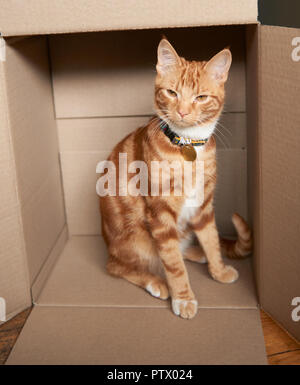 Adorable ginger red tabby kitten sitting inside a cardboard box. Stock Photo