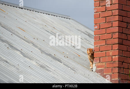 Young red ginger tubby cat hiding on a tin roof behind a red brick chimney exploring the world. Stock Photo