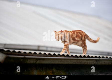 Ginger red tabby cat walking along on a corrugated tin roof. Stock Photo