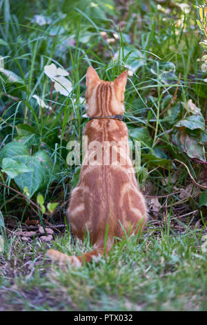 Ginger tabby cat with its back to the camera mouse hunting and looking for prey in tall grass and foliage. Stock Photo