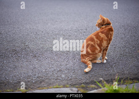 Handsome red ginger tabby cat sitting down on an asphalt road looking backwards. Stock Photo