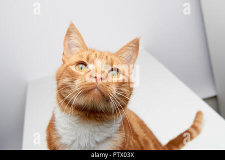 Handsome ginger tabby red cat sitting on a white table curious looking up. Stock Photo