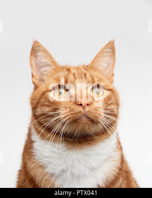 Ginger red tabby cat head shot looking up off camera. Stock Photo