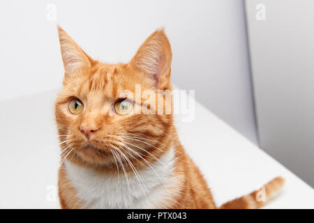 Handsome ginger tabby red cat sitting on a white table curiously looking off camera. Stock Photo