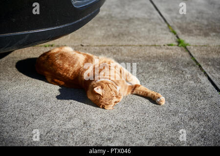 Red ginger tabby cat taking sunny nap on a concrete driveway in front of a car. Stock Photo