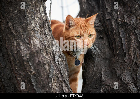 Ginger red tabby cat with long white whiskers up in a tree. Stock Photo