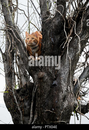 Ginger red tabby cat following its instinct hunting and exploring in a winter tree. Stock Photo