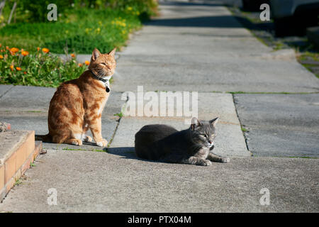 Two cats, one grey one, ginger red, friends sitting together on a footpath looking in the same direction.
